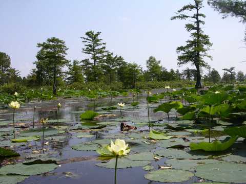 This Little Known Natural Oasis Is Hiding In Missouri... And You're Going To Love It