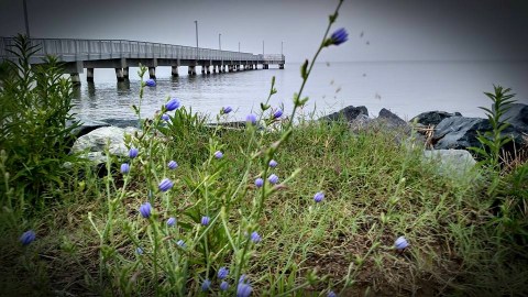 The Hidden Woodland Beach In Delaware Will Take You A Million Miles Away From It All