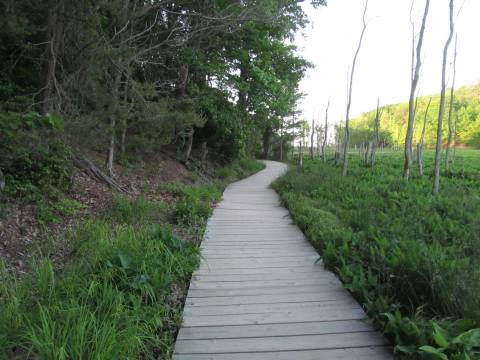 An Easy Hike In Maryland, The Calvert Cliffs State Park Trail Leads To A Scenic Spot Along The Water