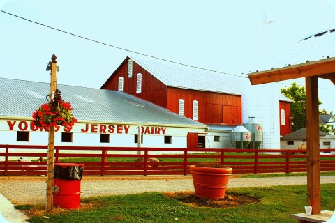 A Trip To Ohio's Favorite Dairy Farm Will Make You Feel Like A Kid Again