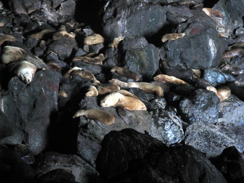 The Biggest Sea Cave In America Is Located In Oregon, And You'll Want to Visit It