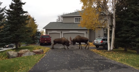 Only In Alaska Will You See Something Like This In Your Backyard