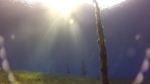 Thousand-Year-Old Trees Are Still Standing Beneath This Crystal Clear Lake In Oregon And It's Incredible