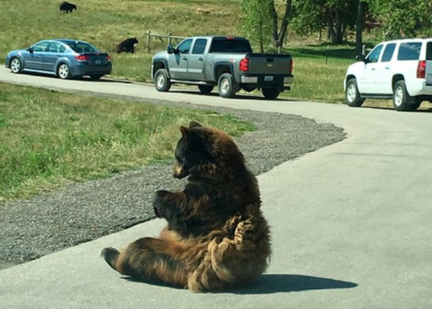 This Wildlife Experience In South Dakota Rivals Any Attraction In The World