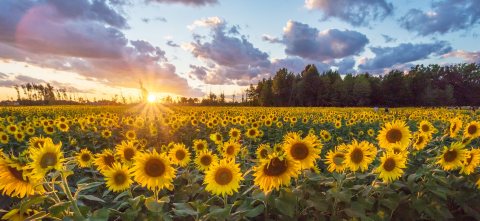 This Magnificent Sunflower Field In Ohio Is As Unexpected As It Is Beautiful