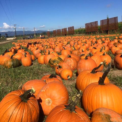 These 9 Charming Pumpkin Patches In and Around Portland Are Picture Perfect For A Fall Day