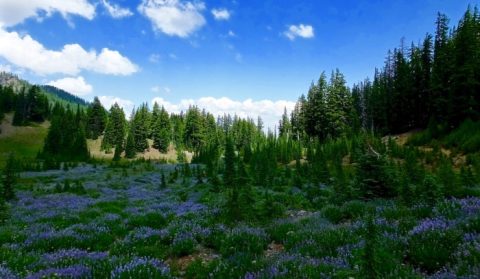 This Mountaintop Meadow In Oregon Is A True Hidden Gem