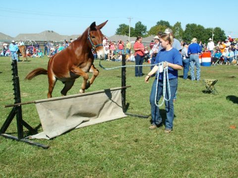 9 Unique Fall Festivals In Arkansas You Won't Find Anywhere Else