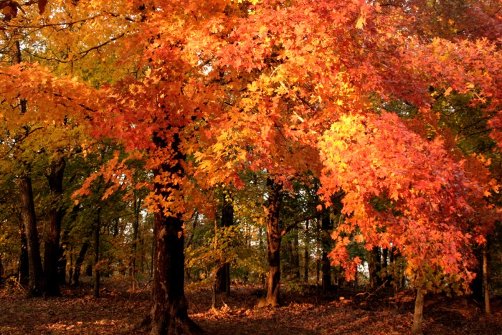 Arkansas fall foliage road trip