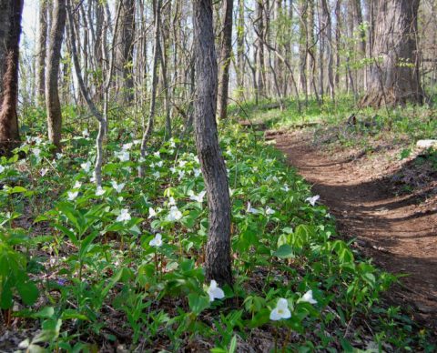 This Just Might Be The Most Beautiful Hike In All Of Georgia