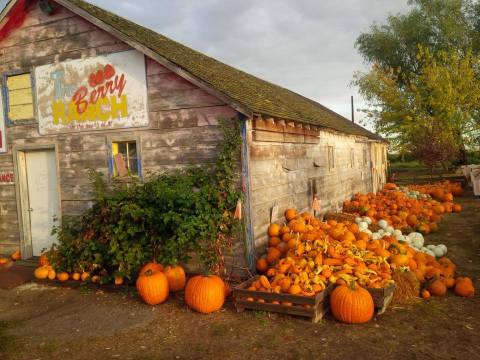 These 8 Charming Pumpkin Patches In Idaho Are Picture Perfect For A Fall Day