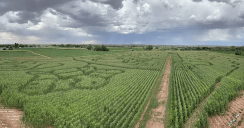 Get Lost In These 9 Awesome Corn Mazes In Arizona This Fall