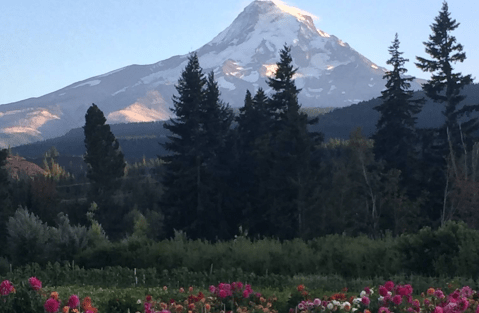 These Charming 5 Apple Orchards Near Portland Are Picture Perfect For A Fall Day