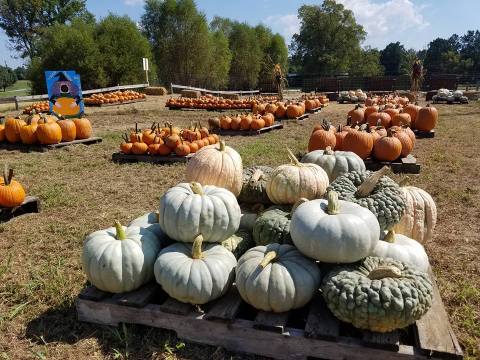 These 4 Charming Pumpkin Patches In Tennessee Are Picture Perfect For A Fall Day