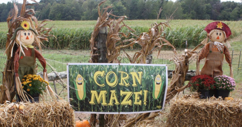 Get Lost In These 6 Awesome Corn Mazes In Alabama This Fall