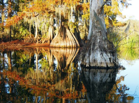 This Just Might Be The Most Beautiful Hike In All Of Louisiana