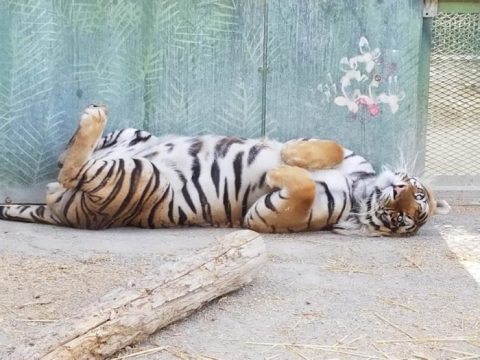 Most People Have No Idea This Unique Zooligical Park In Washington Exists