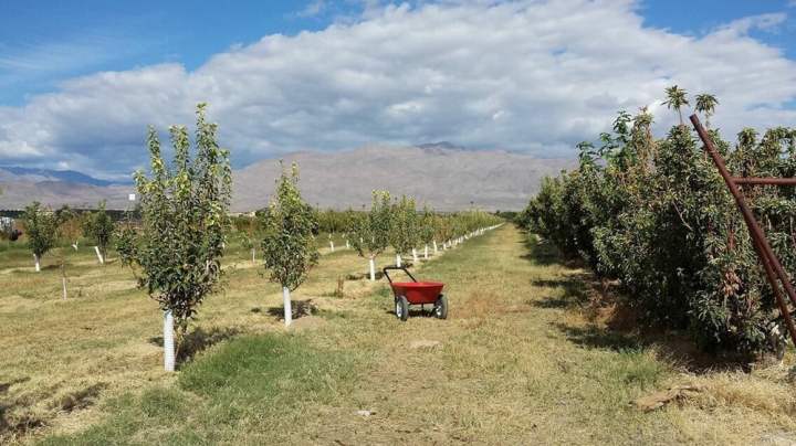 nevada apple orchards