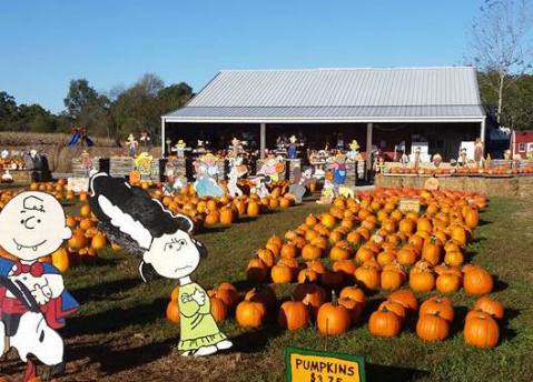 These 10 Charming Pumpkin Patches In Illinois Are Picture Perfect For A Fall Day