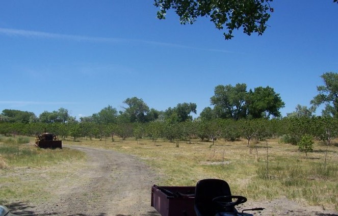 nevada apple orchards