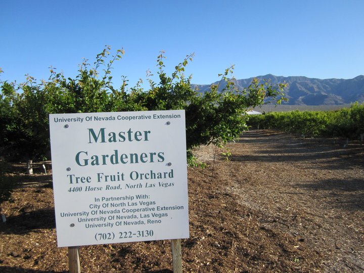 nevada apple orchards