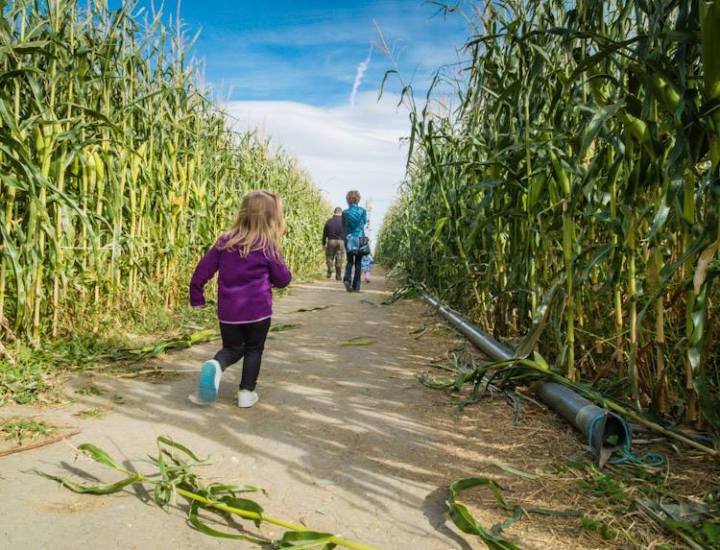 best corn mazes nevada