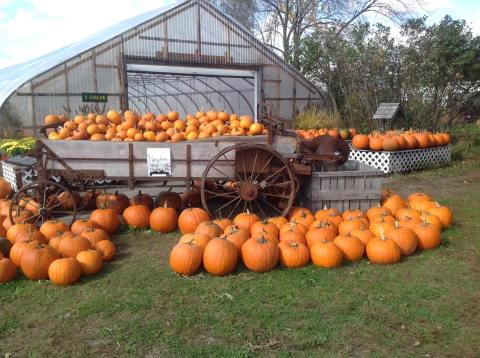 These 8 Charming Pumpkin Patches In New Hampshire Are Picture Perfect For A Fall Day