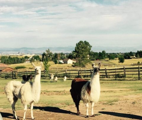 The Unique Park Everyone In Colorado Should Visit At Least Once