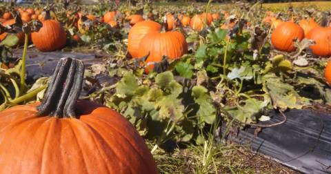 Get Lost In These 4 Awesome Corn Mazes In Delaware This Fall