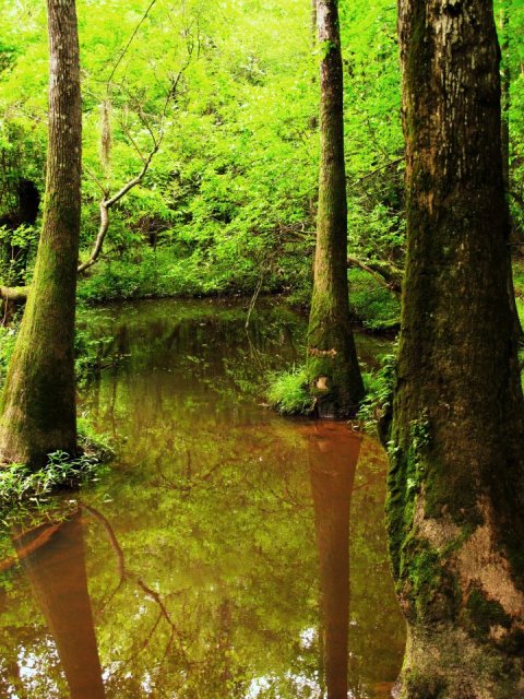 The One Place Outside of New Orleans That Looks Like Something From Middle Earth