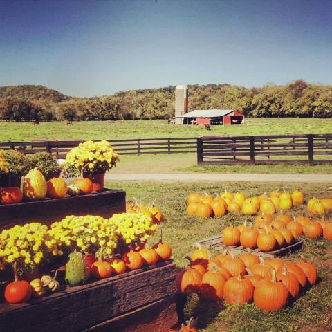 These 9 Charming Pumpkin Patches In Kentucky Are Picture Perfect For A Fall Day