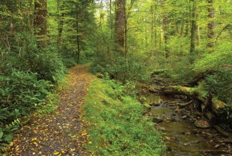 The Beautiful State Park With The Oldest Trees In West Virginia