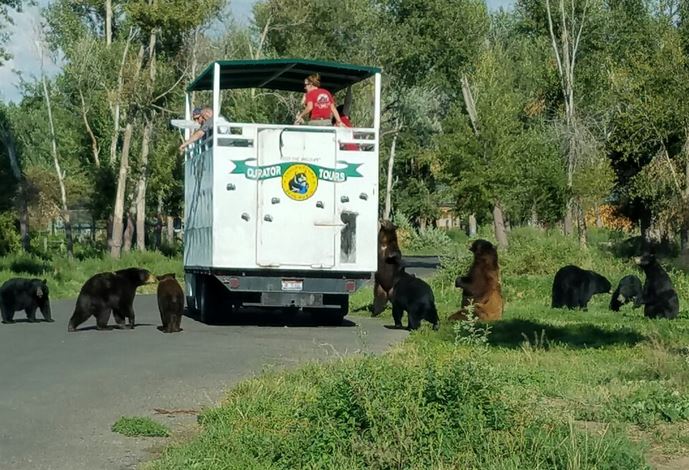 Yellowstone Bear World - Idaho Wildlife Safari Experience