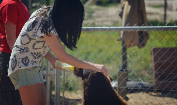 Yellowstone Bear World - Idaho Wildlife Safari Experience