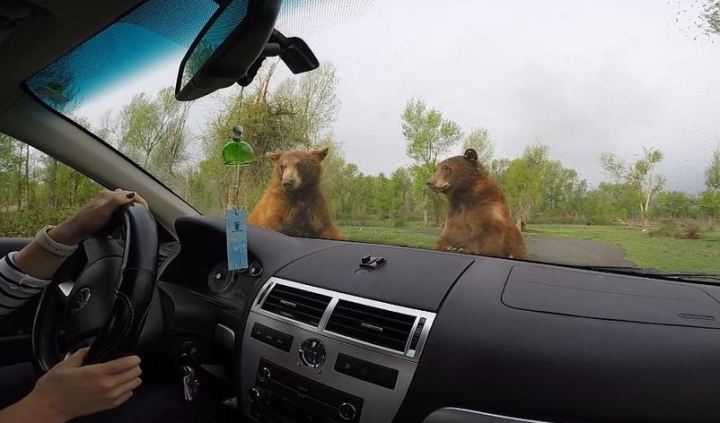 Yellowstone Bear World - Idaho Wildlife Safari Experience