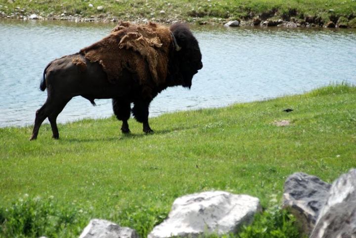 Yellowstone Bear World - Idaho Wildlife Safari Experience