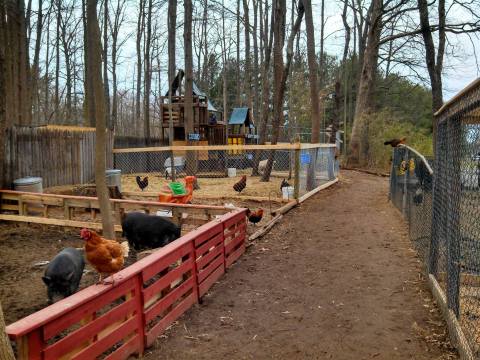 A Unique Park In Delaware That's Filled With Exotic Animals, Step Inside The 3 Palms Zoo