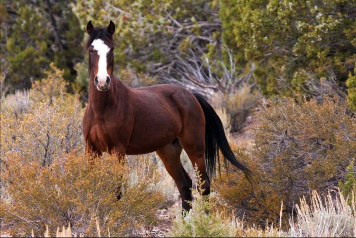 Wild Horses