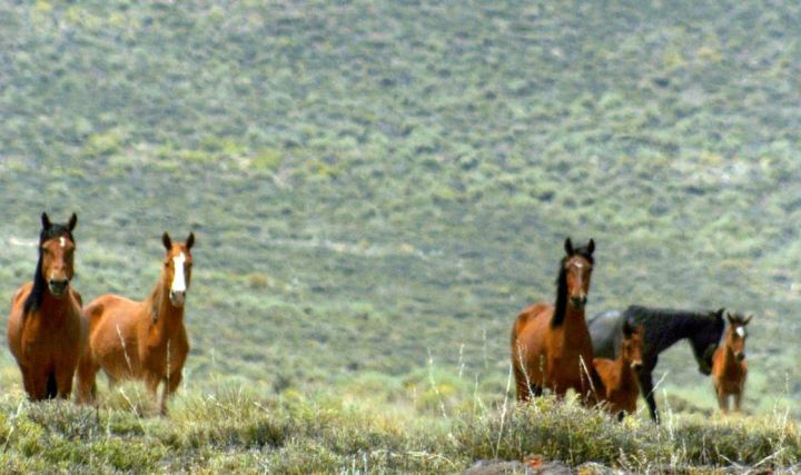 Wild Horses