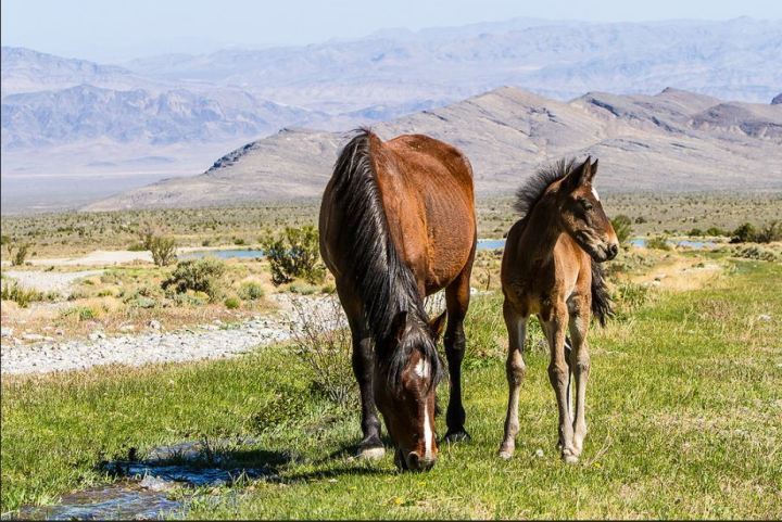 Wild Horses