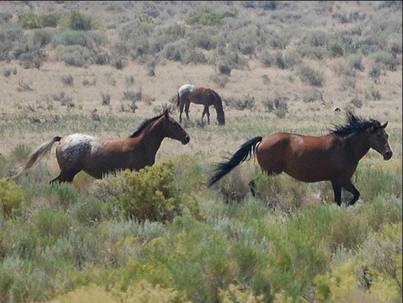 Wild Horses