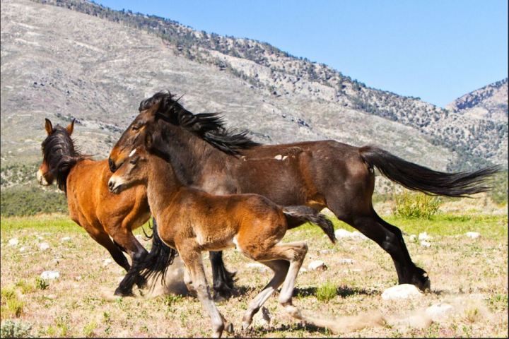 Wild Horses