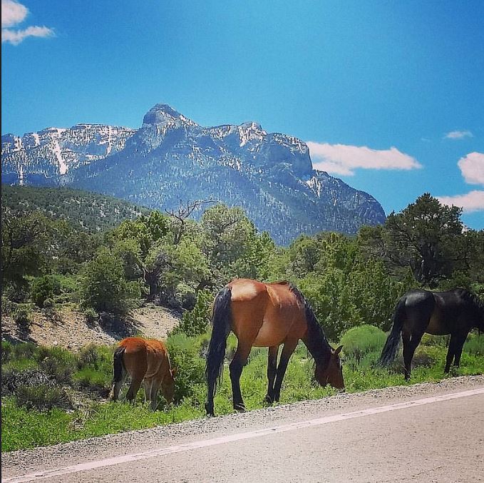 Wild Horses