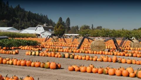 These 12 Charming Pumpkin Patches In Washington Are Picture Perfect For A Fall Day