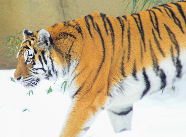 Tiger Metroparks Zoo