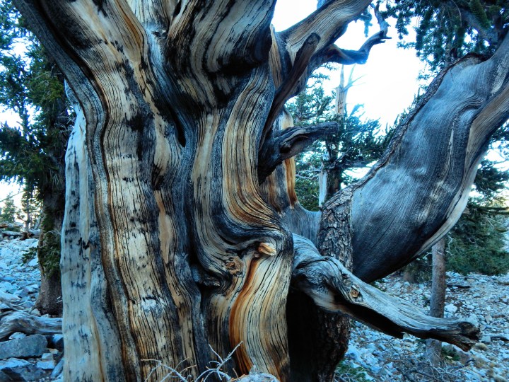 Bristlecone Pine