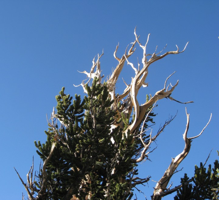 Bristlecone Pine