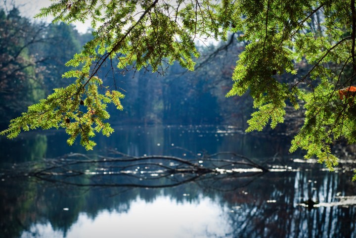 Natural wonders Oak Openings