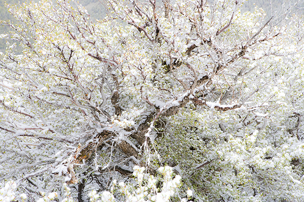 Bristlecone Pine