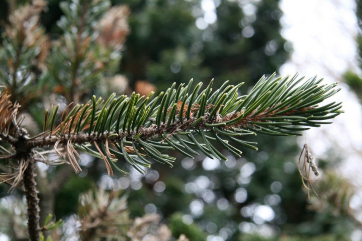 Bristlecone Pine